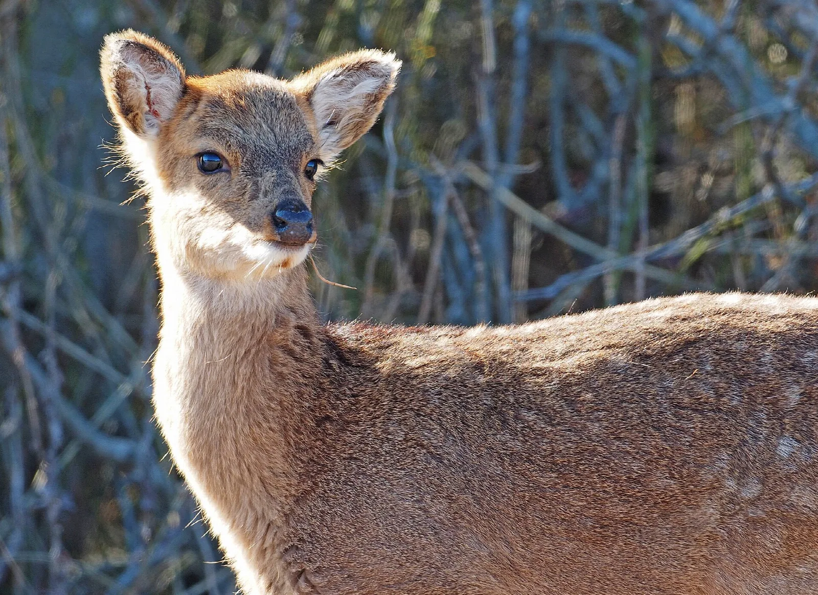 Young sika deer looking toward the camera in front of reeds