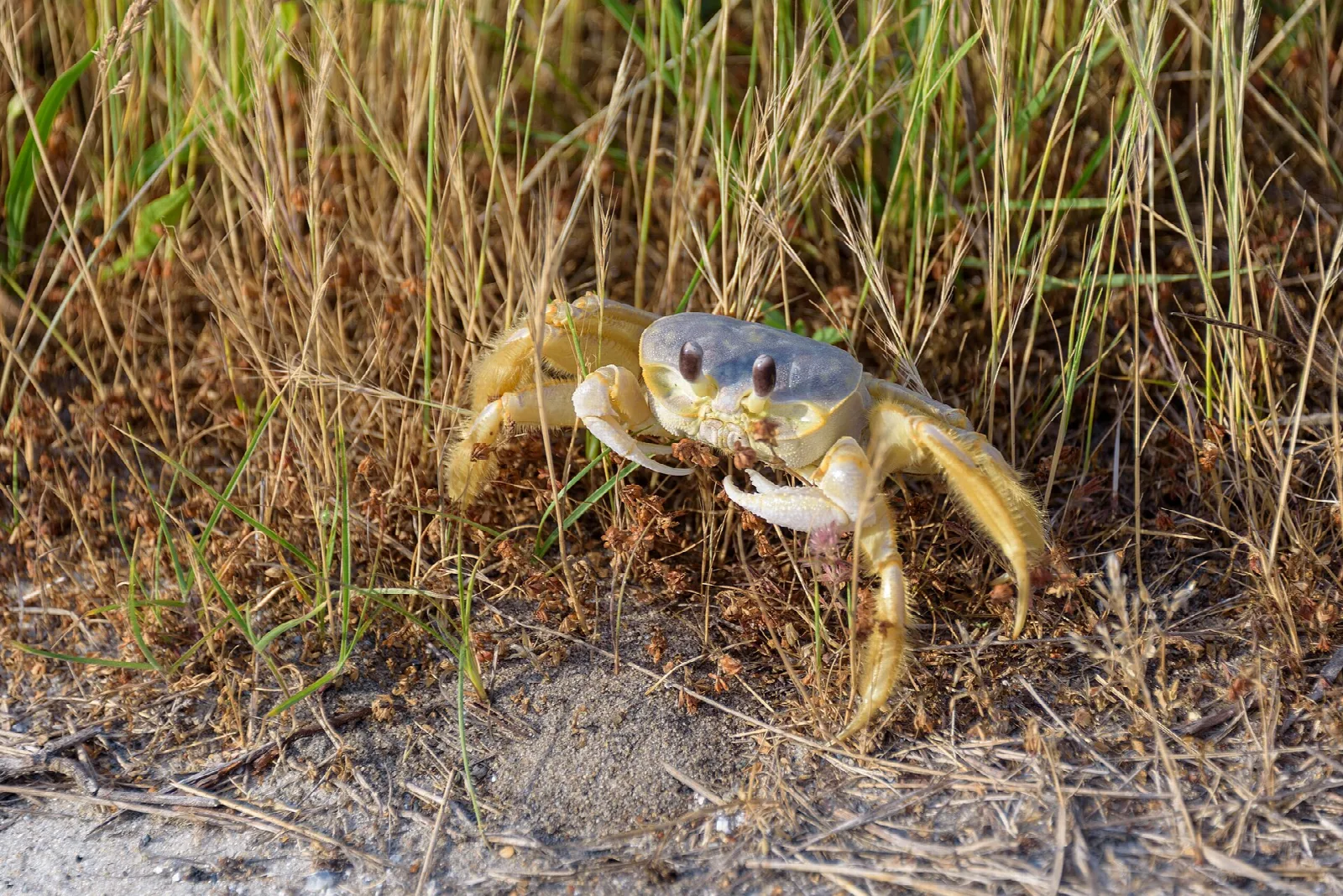 Pale ghost crab standing in dune grass on sand