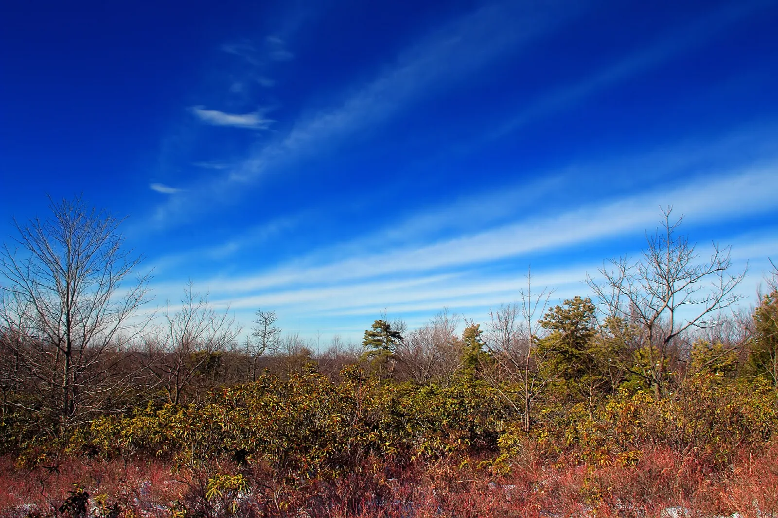 Autumn shrubs and trees on a ridge under streaky clouds