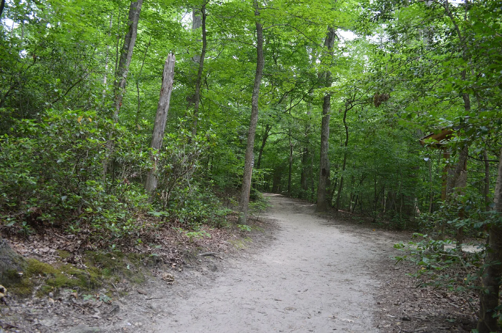 Sandy hiking trail through green leafy woods