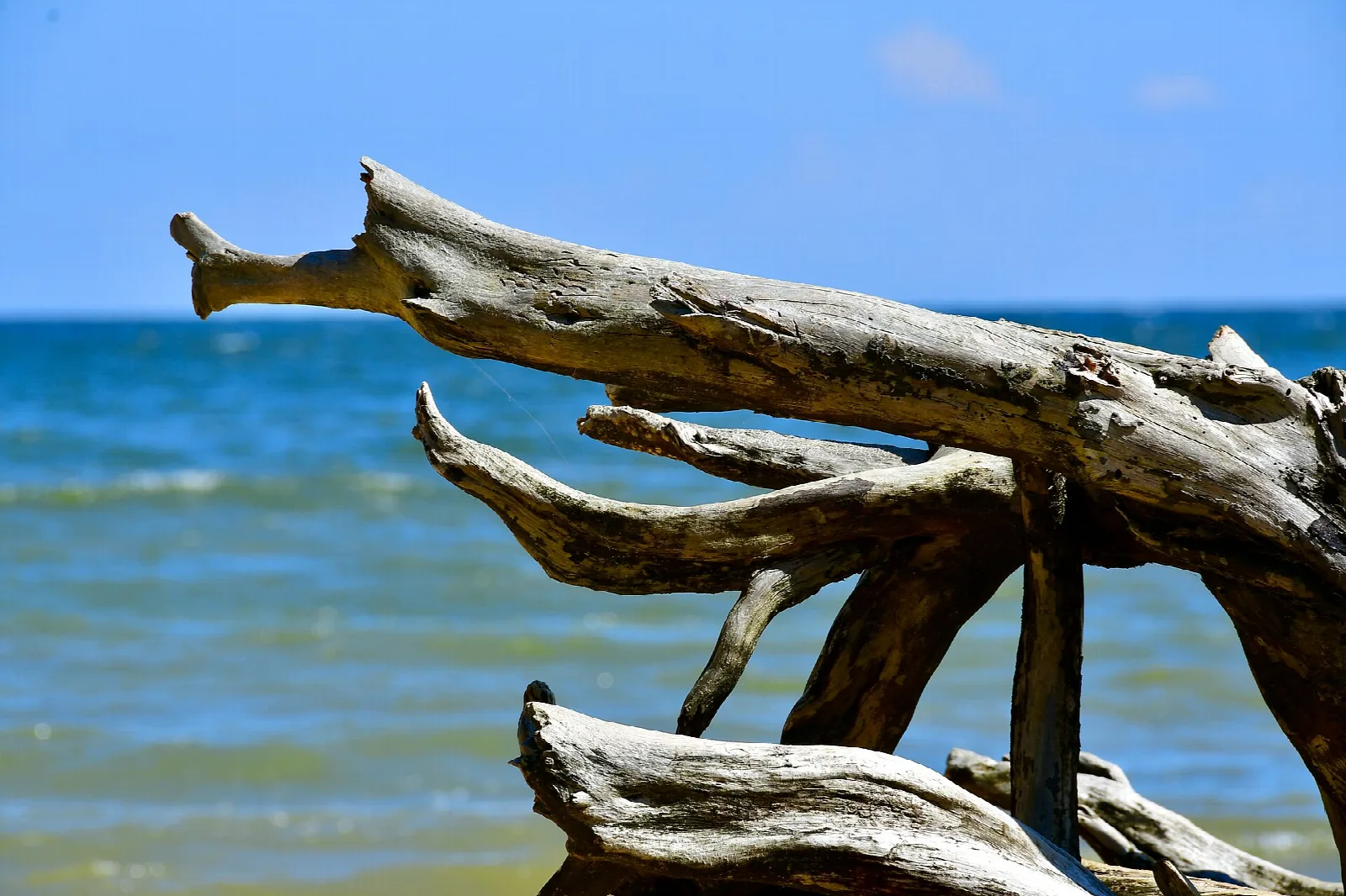 Weathered driftwood in the foreground with blue bay water behind