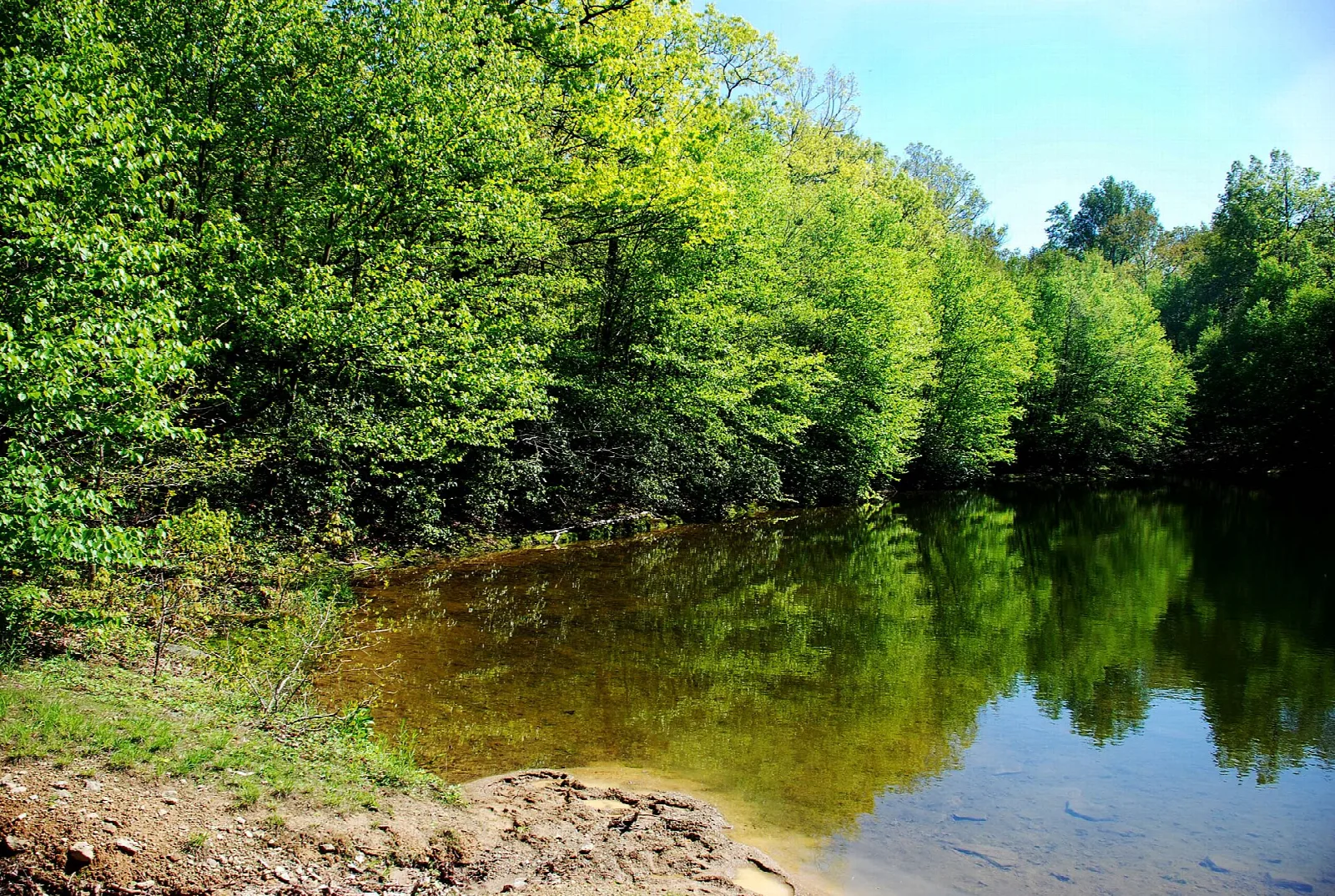 Still green pond with trees reflected in the water