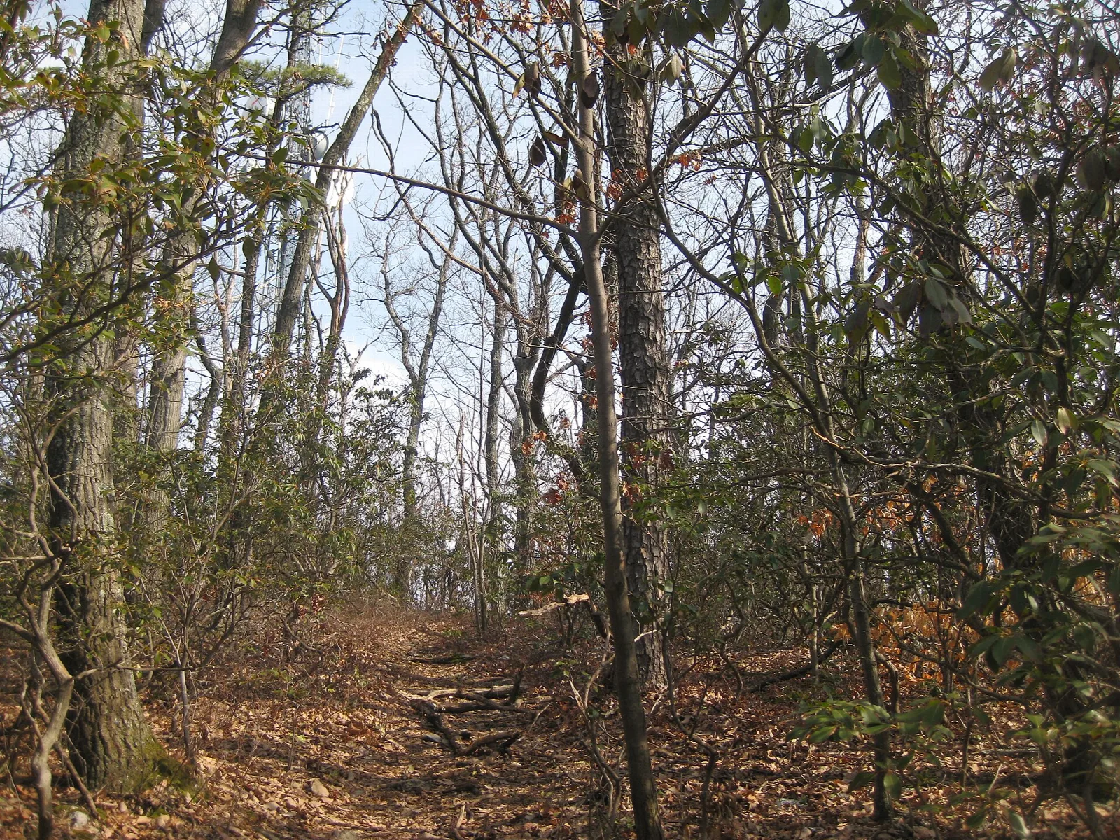 Leaf-covered trail through bare winter woods