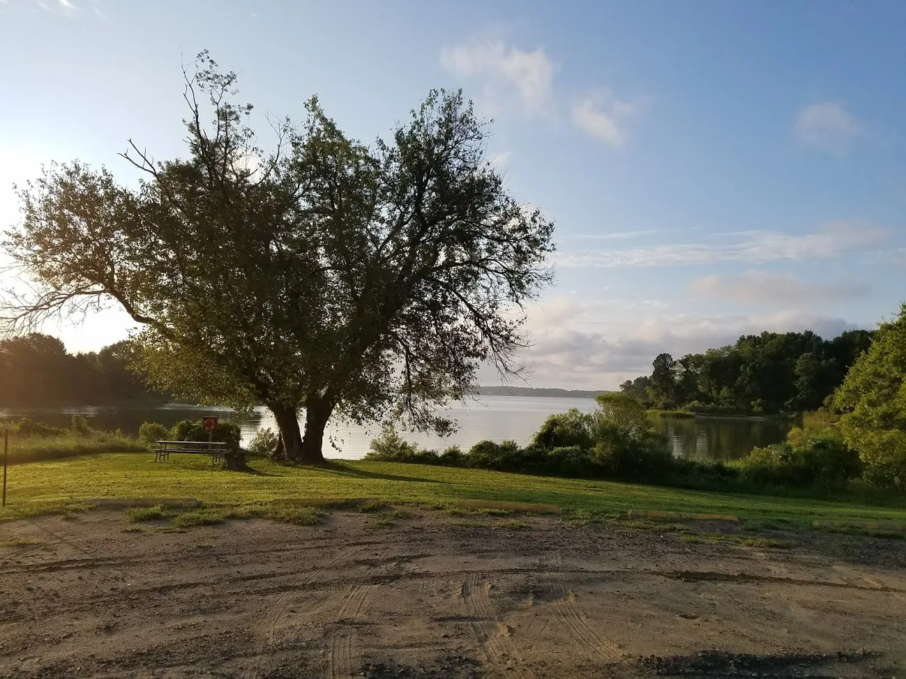 Large tree on a lawn above calm water in early light