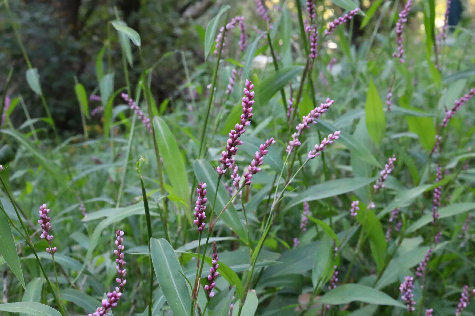 Tall green stalks with purple flower spikes