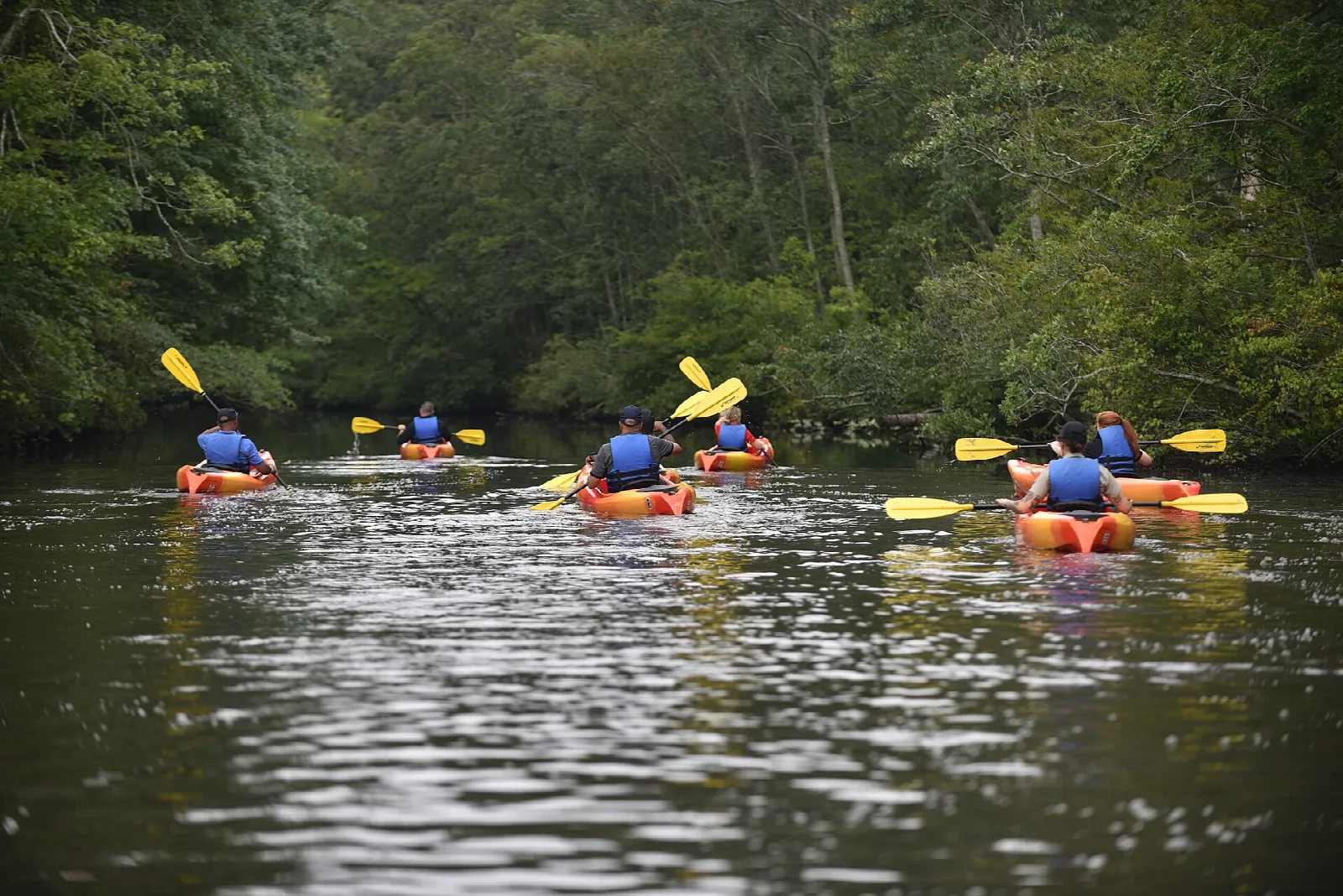 Kayakers on dark river water beneath green trees