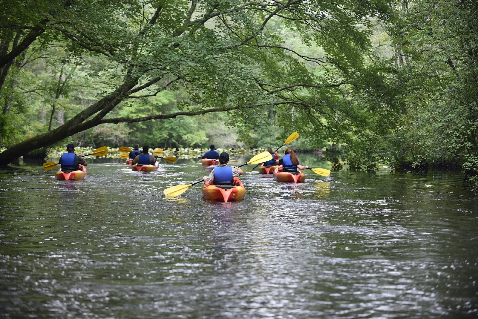Group of kayakers paddling down a tree-lined river