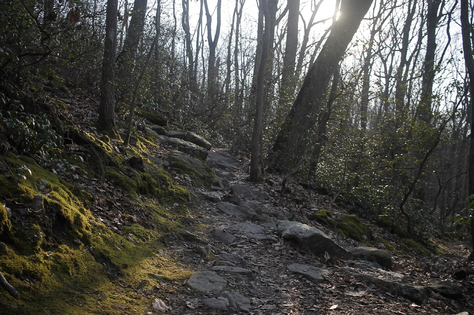 Rocky, mossy trail running through bare winter woods