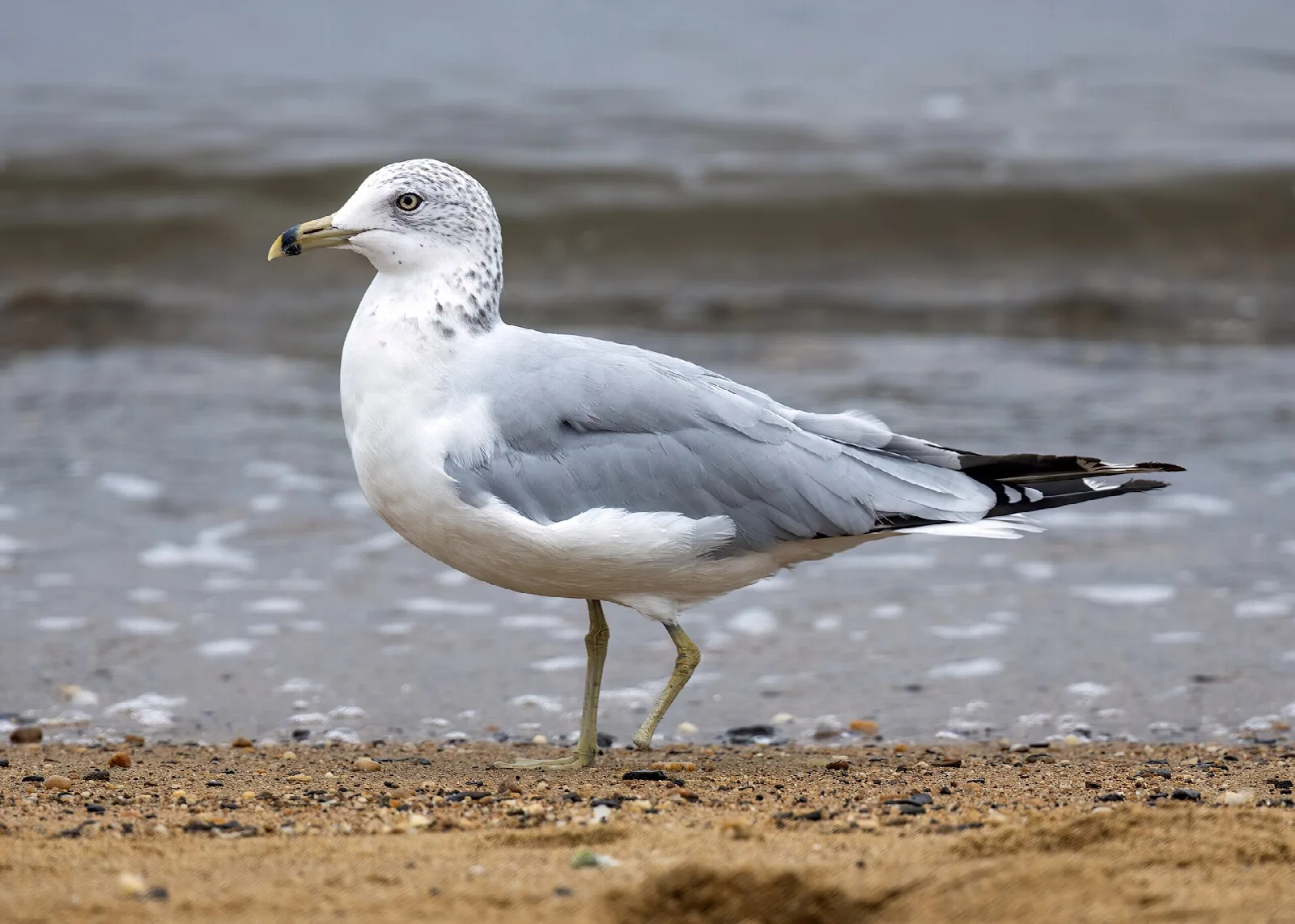 Ring-billed gull standing at the water's edge on a sandy beach