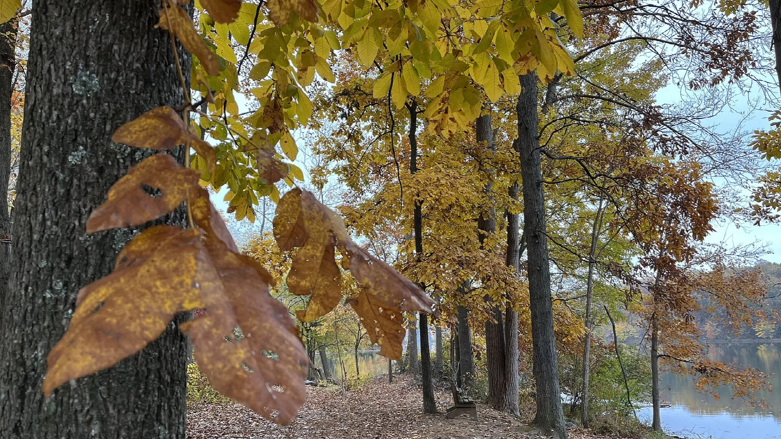 Yellow fall leaves on trees above a lake shore