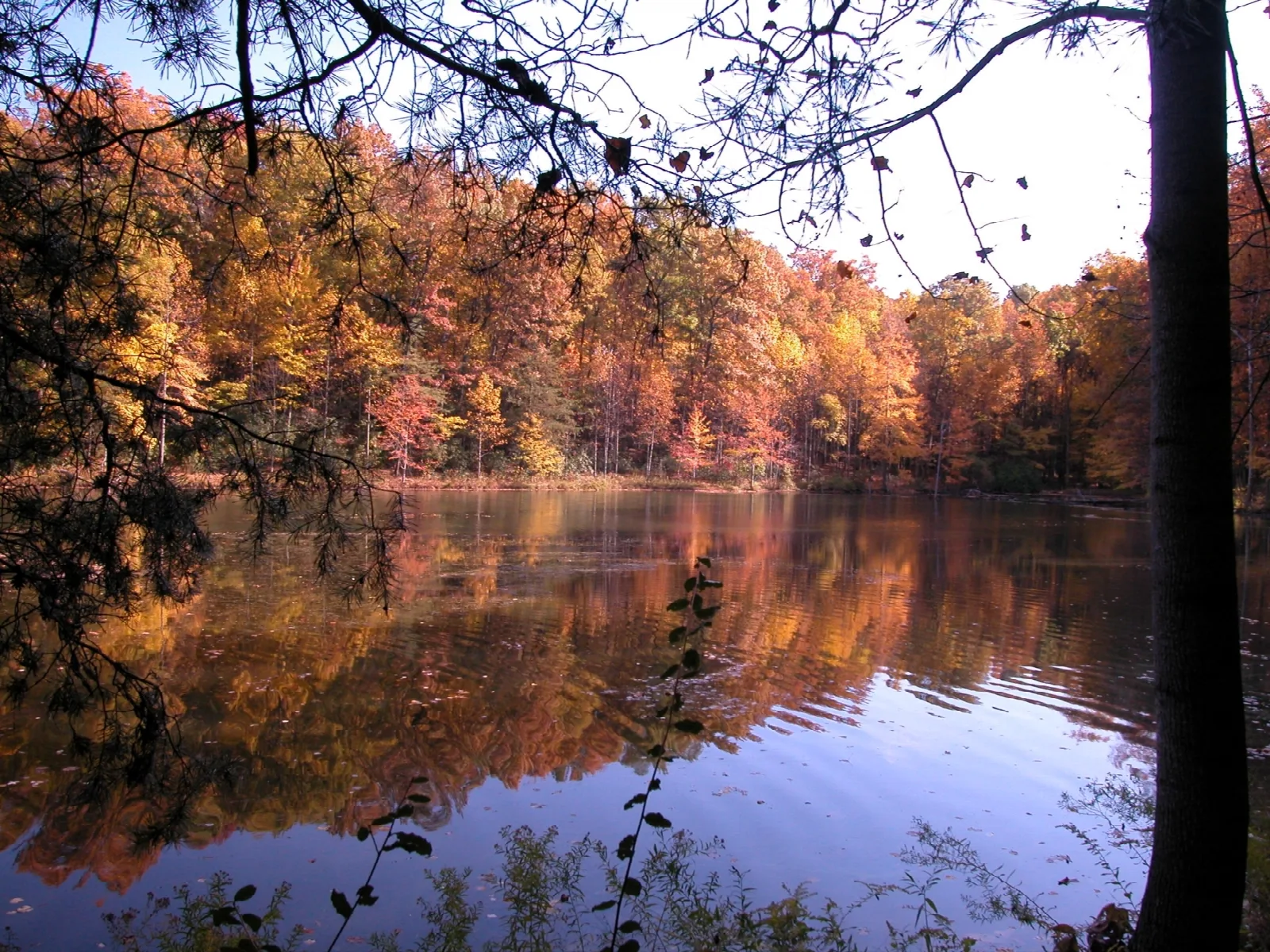 Autumn trees reflected in a still lake