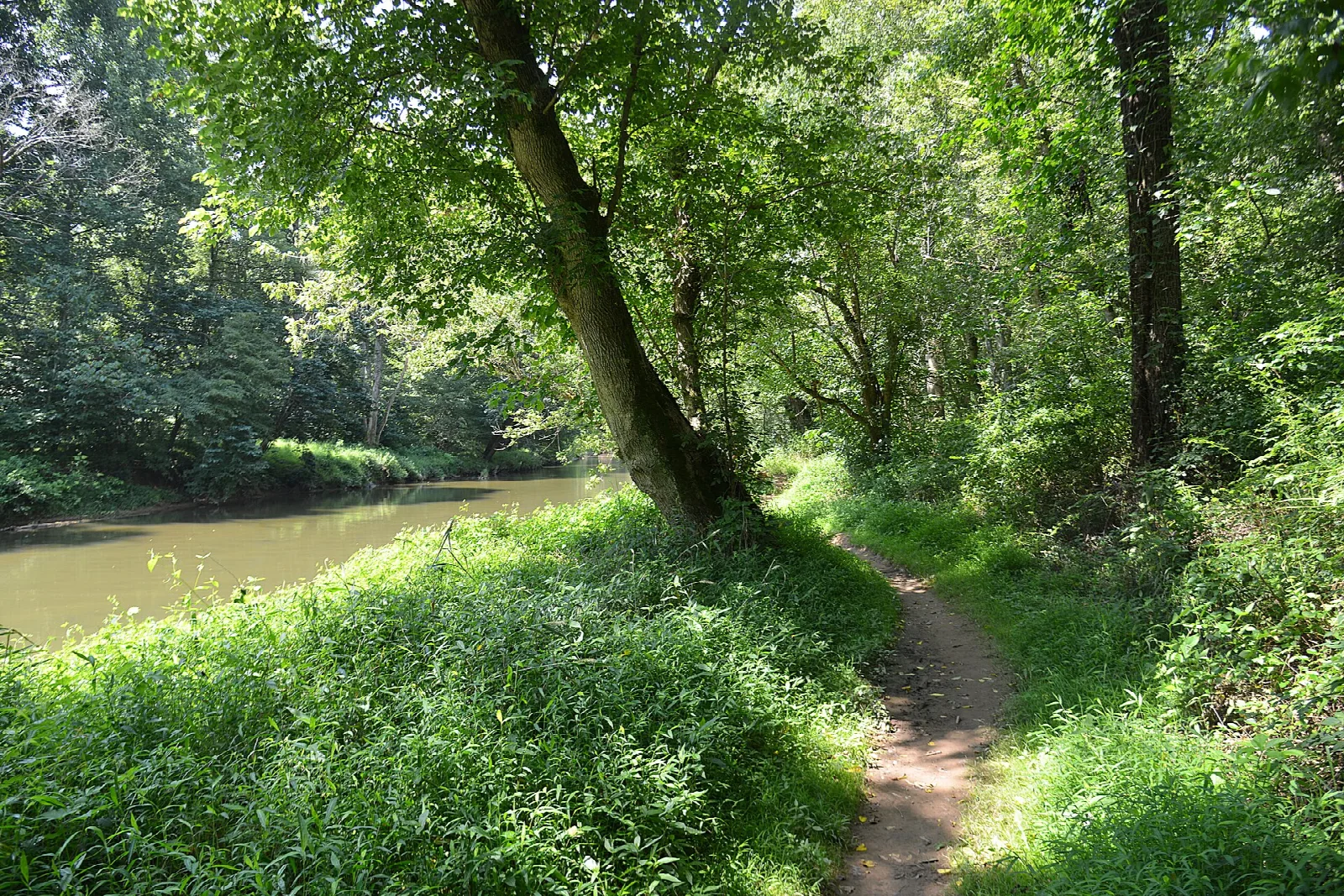 Dirt trail beside a wide, slow creek under green trees
