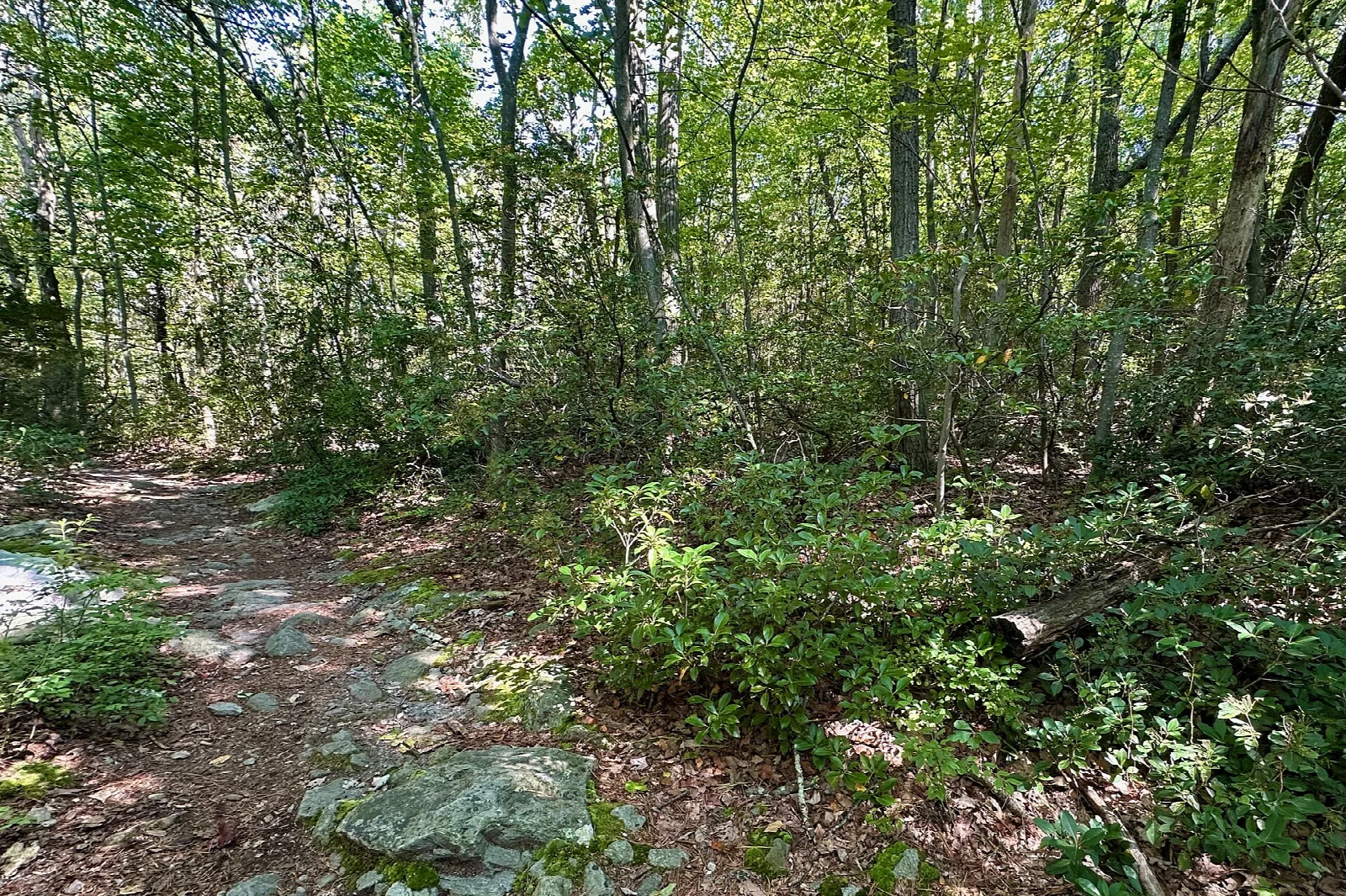 Rocky footpath through a green forest