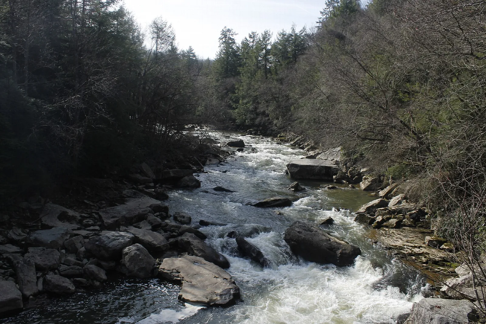 Whitewater river rushing over rocks between evergreen banks