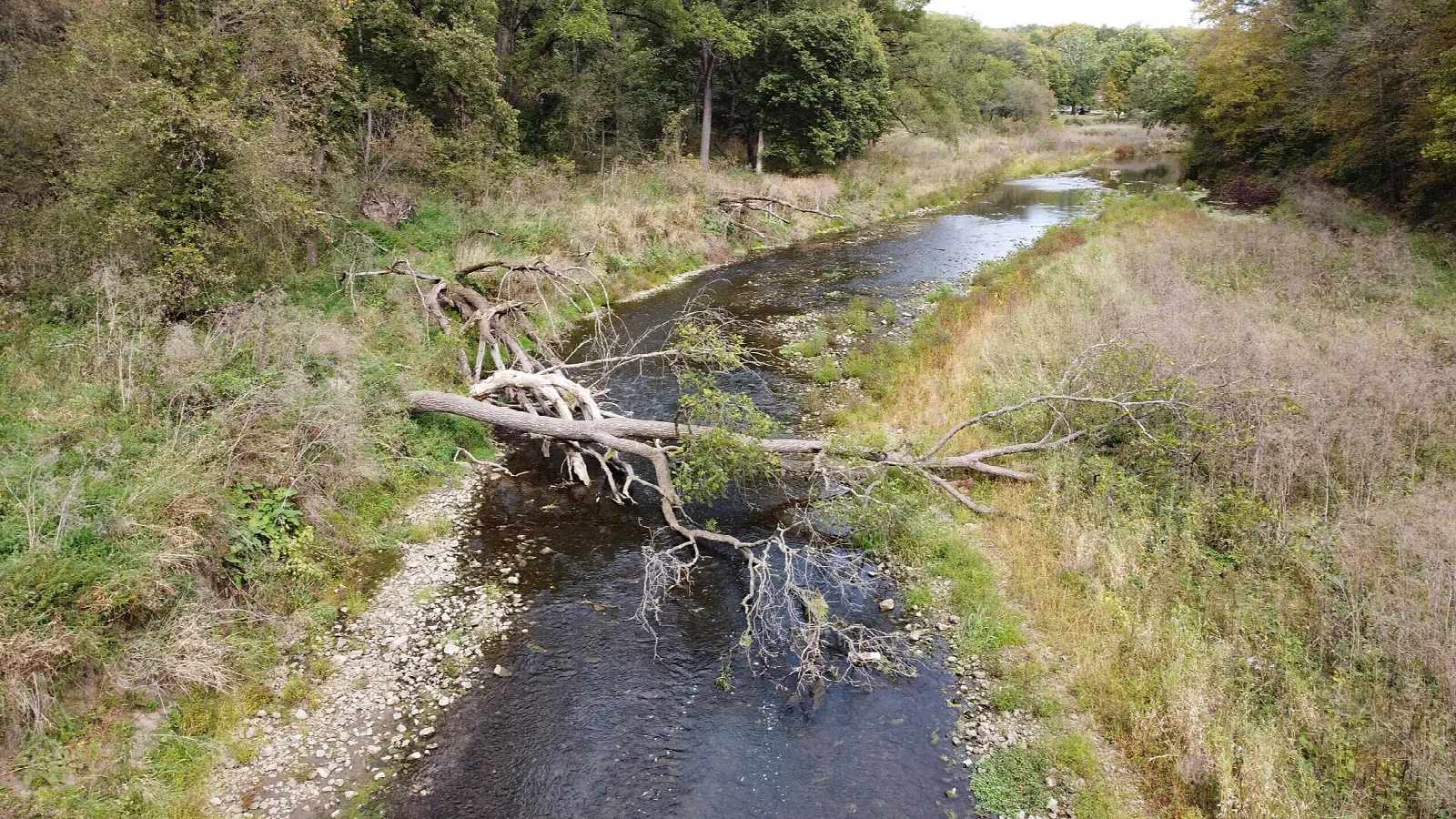 Shallow stream with a fallen tree between grassy banks