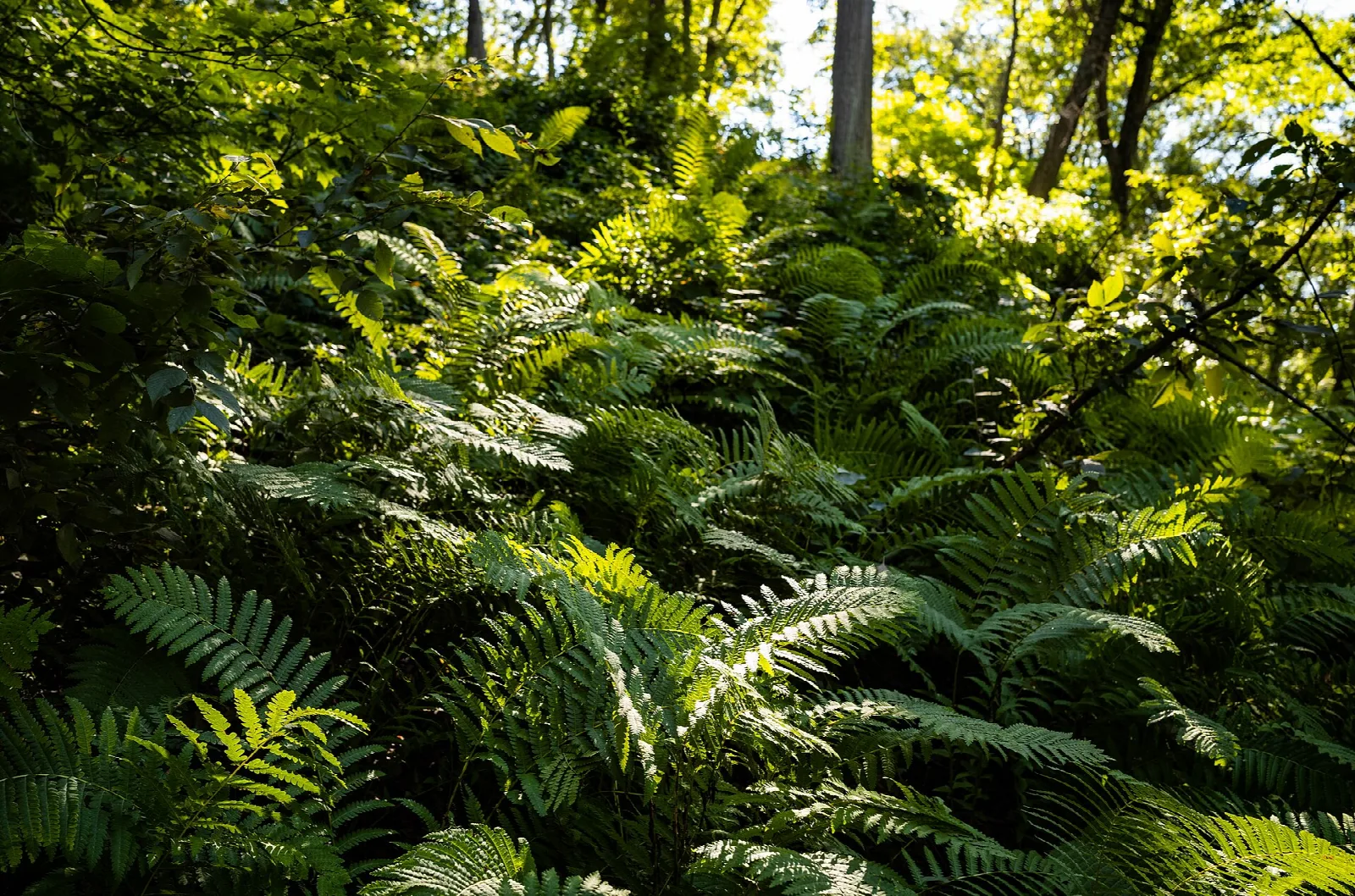 Ferns and green forest undergrowth in dappled sun
