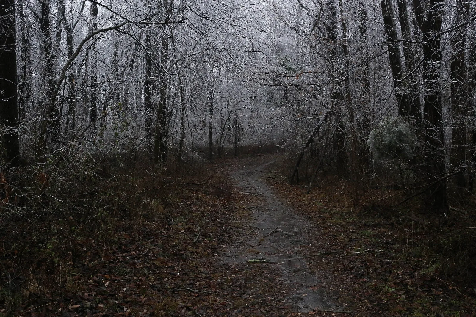 Trail through bare frosty woods with fallen leaves