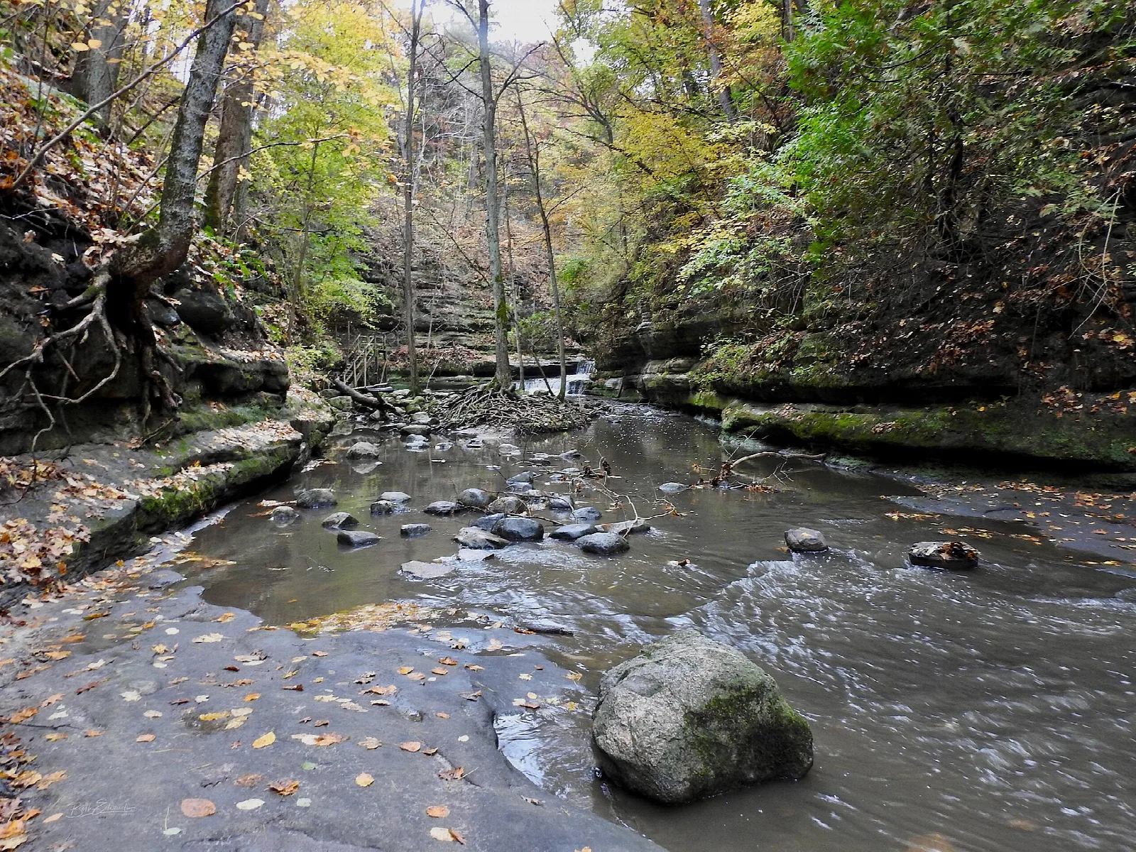 Rocky creek running through a wooded canyon with fallen leaves