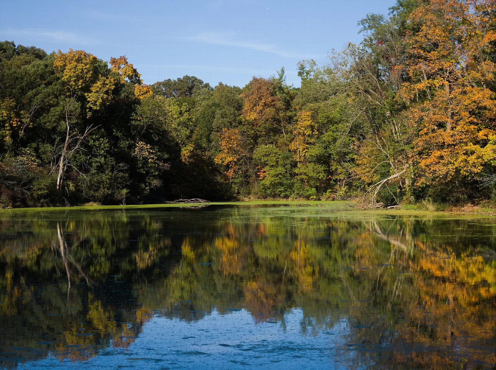 Still pond reflecting trees in fall colors under a blue sky