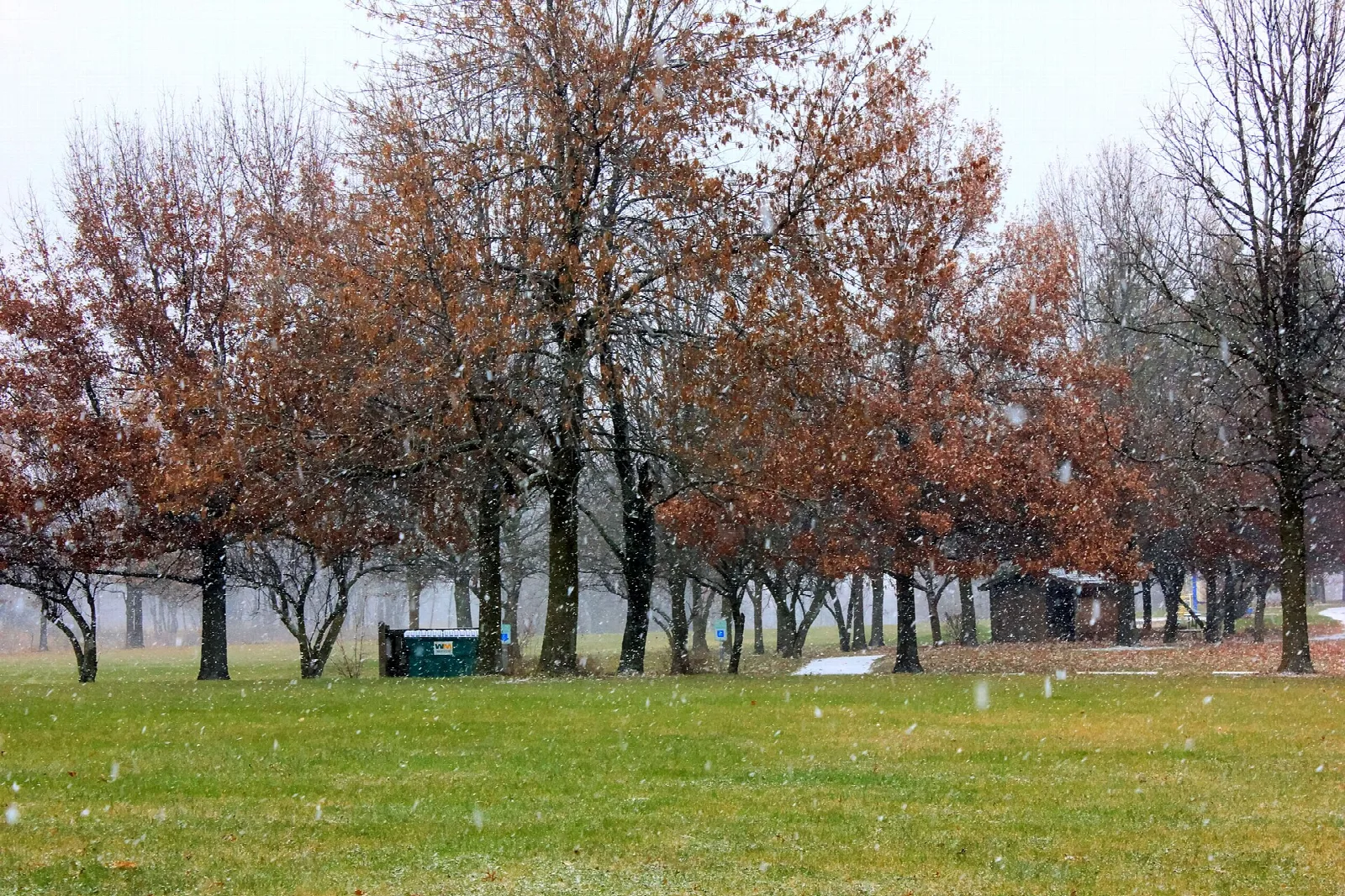 Autumn trees over a lawn with picnic structures in the distance