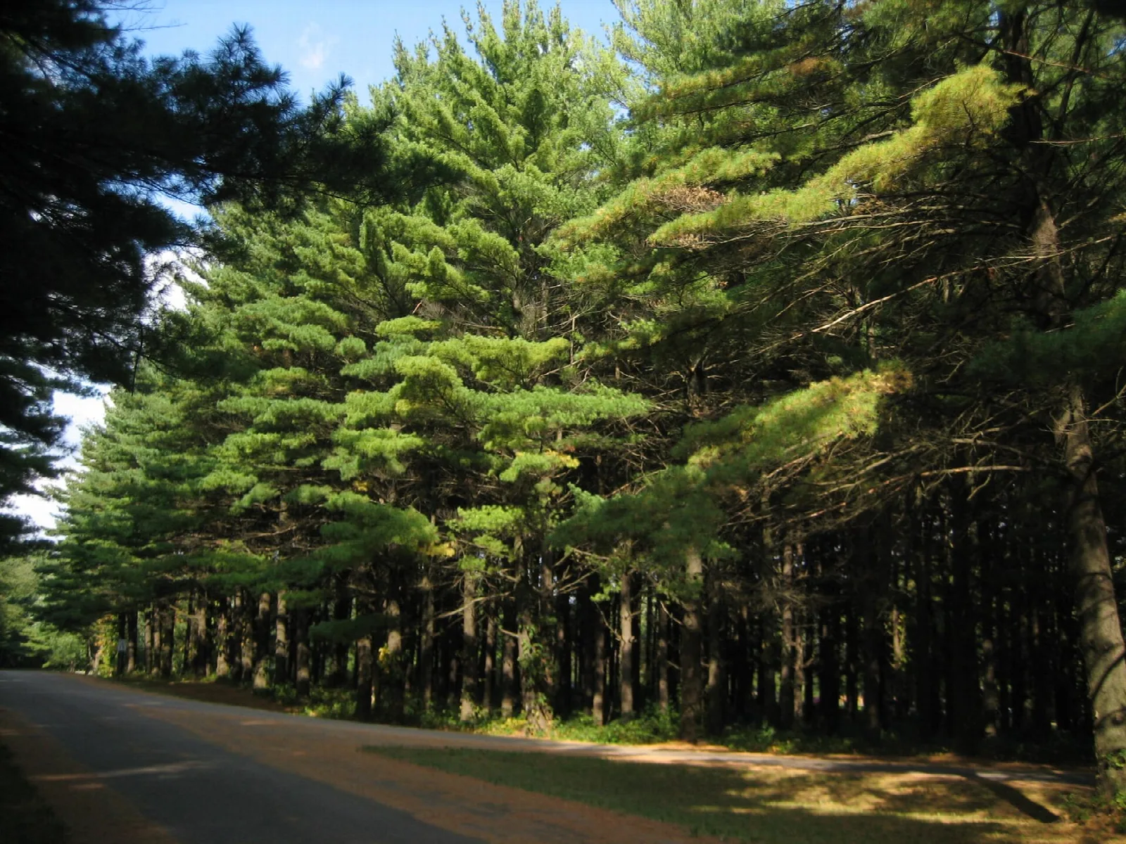 Tall white pines lining a park road in sunlight
