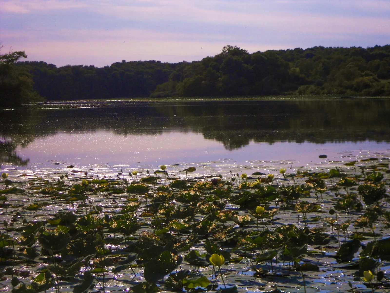Lily pads on a lake at dusk with wooded shore beyond