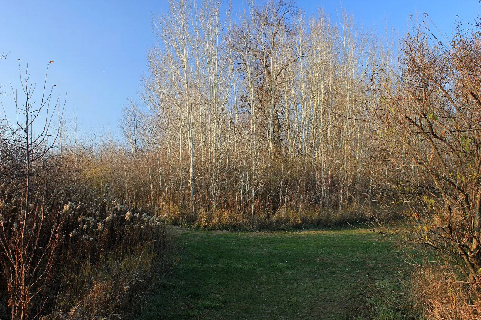 Grass trail through bare white trees in early winter