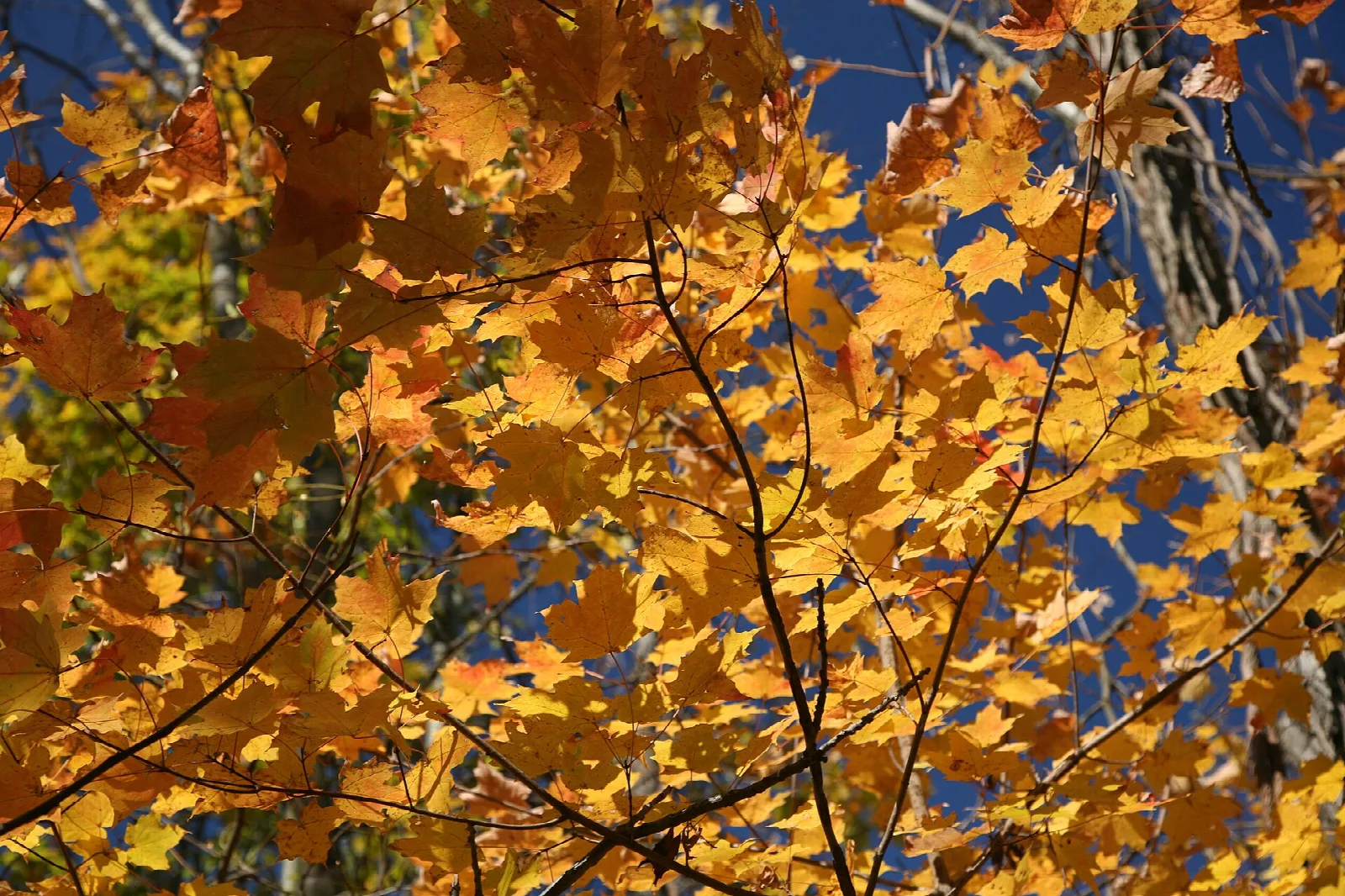 Close view of bright yellow-orange maple leaves against blue sky