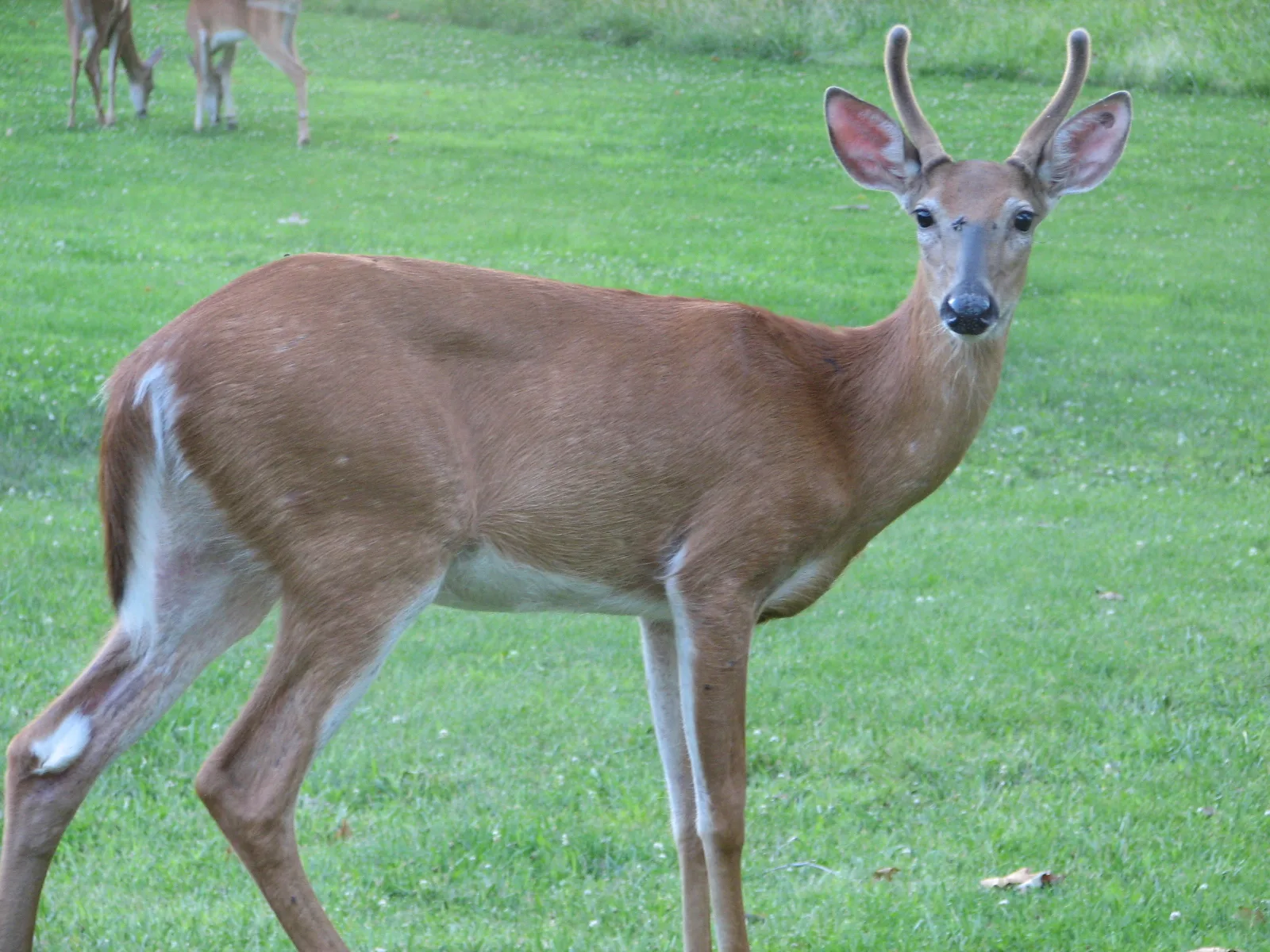 Young buck deer standing in an open green field
