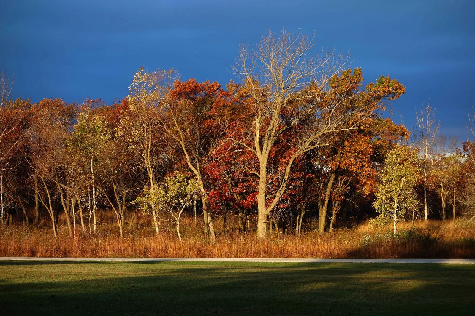 Autumn trees in red and gold above a mown grass strip