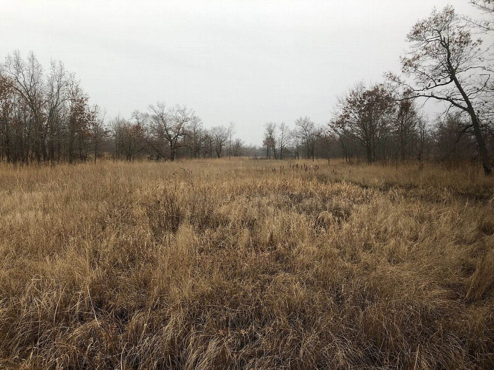 Open field of dry tan grass with bare trees beyond