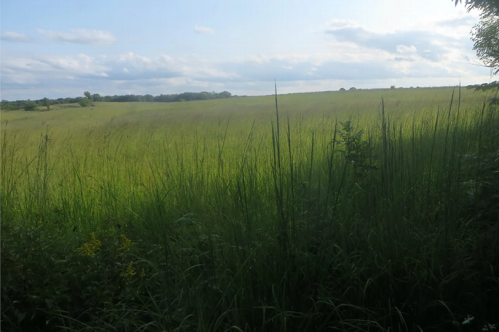 Green prairie grass field under a partly cloudy sky