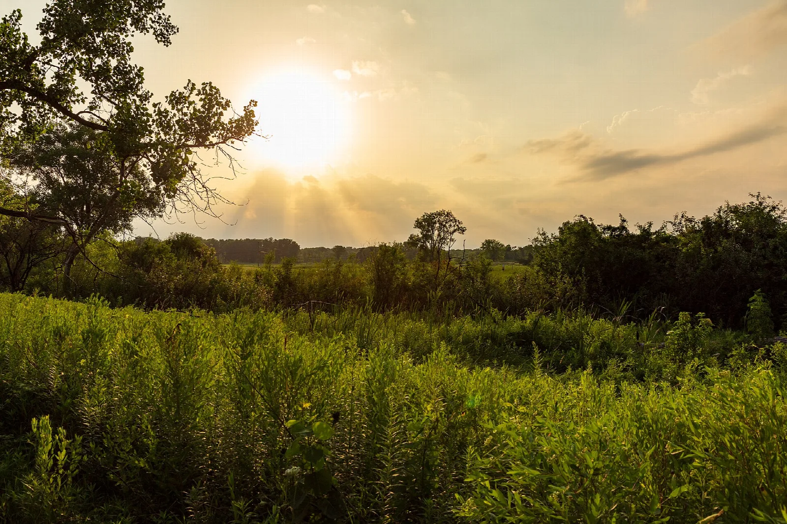 Sun setting over a meadow of tall green plants and a tree line