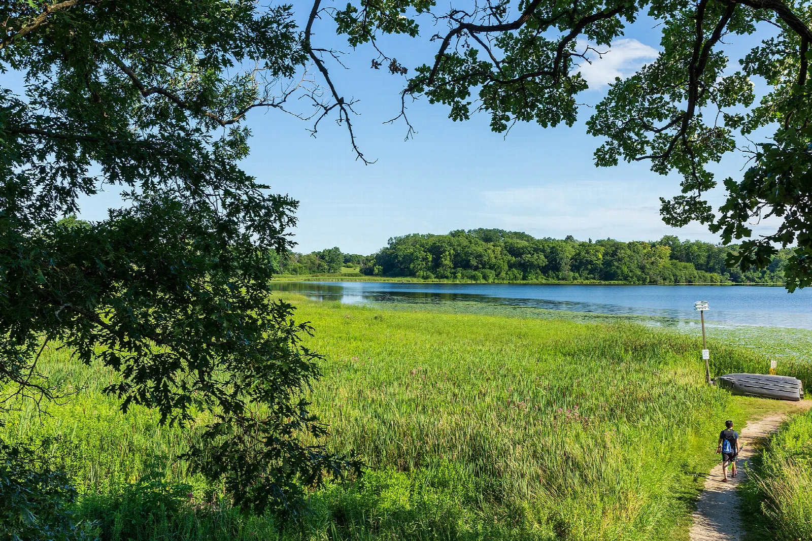 Lake shore through tree branches, with grass and a person on a path