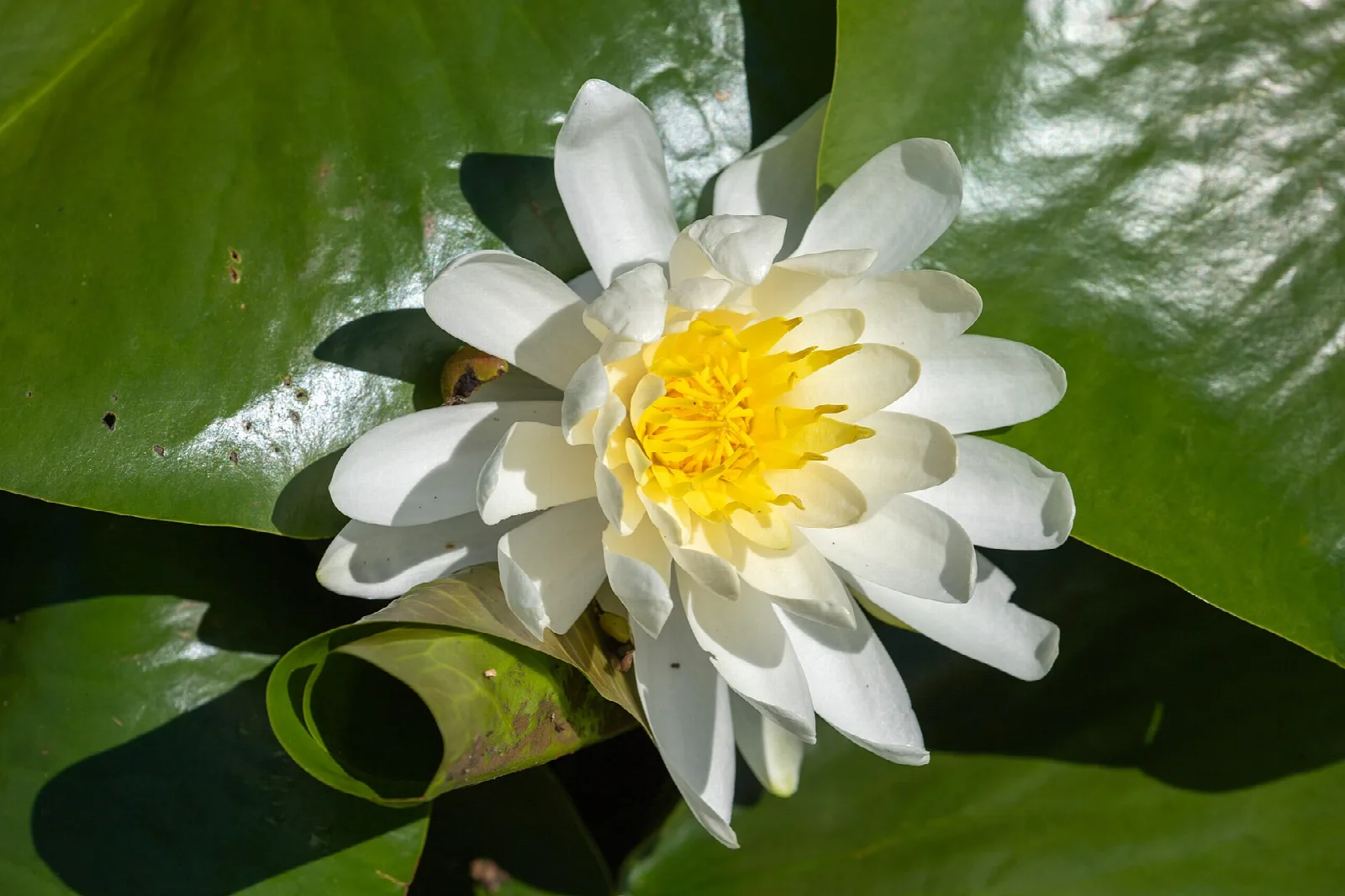 White water-lily blossom with a yellow center among large green pads