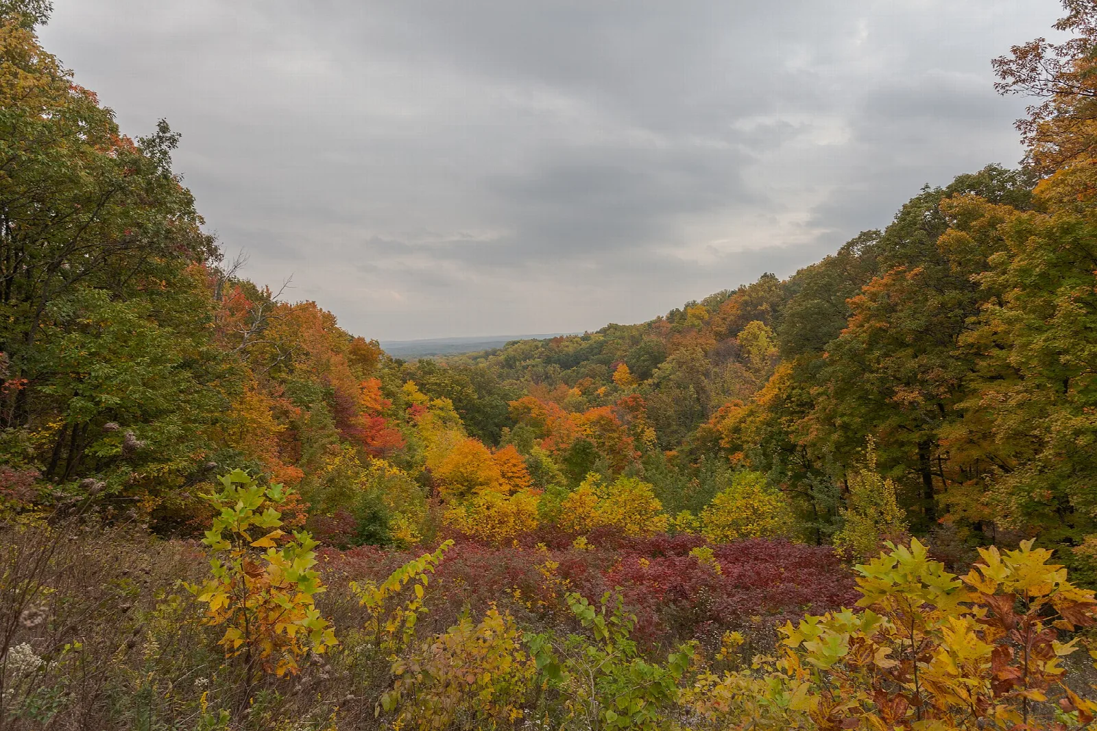 Fall foliage on a hillside under gray sky, with a valley beyond