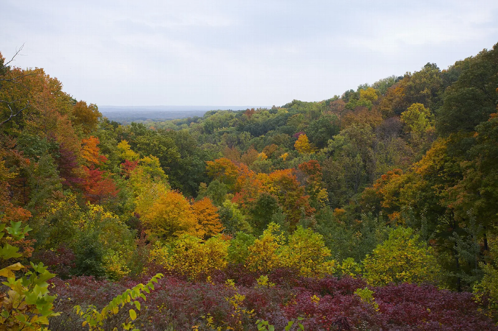 Overlook across forested hills in orange, yellow and green fall color