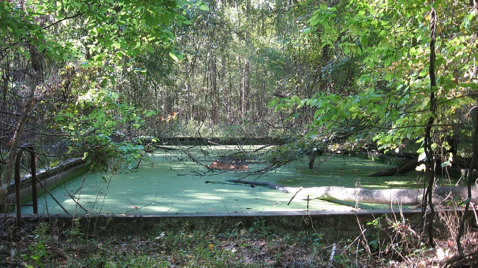 Old swimming pool filled with green water in the woods