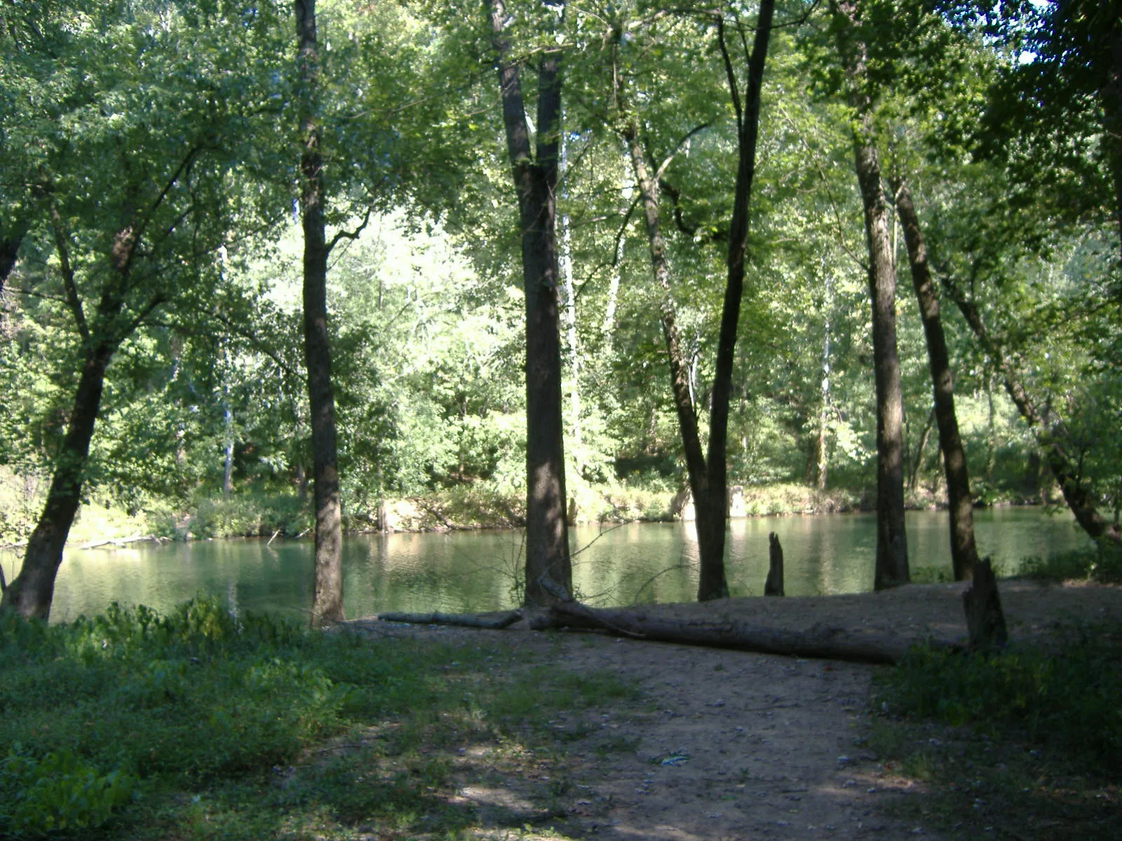 Trail along the edge of a creek under tall trees