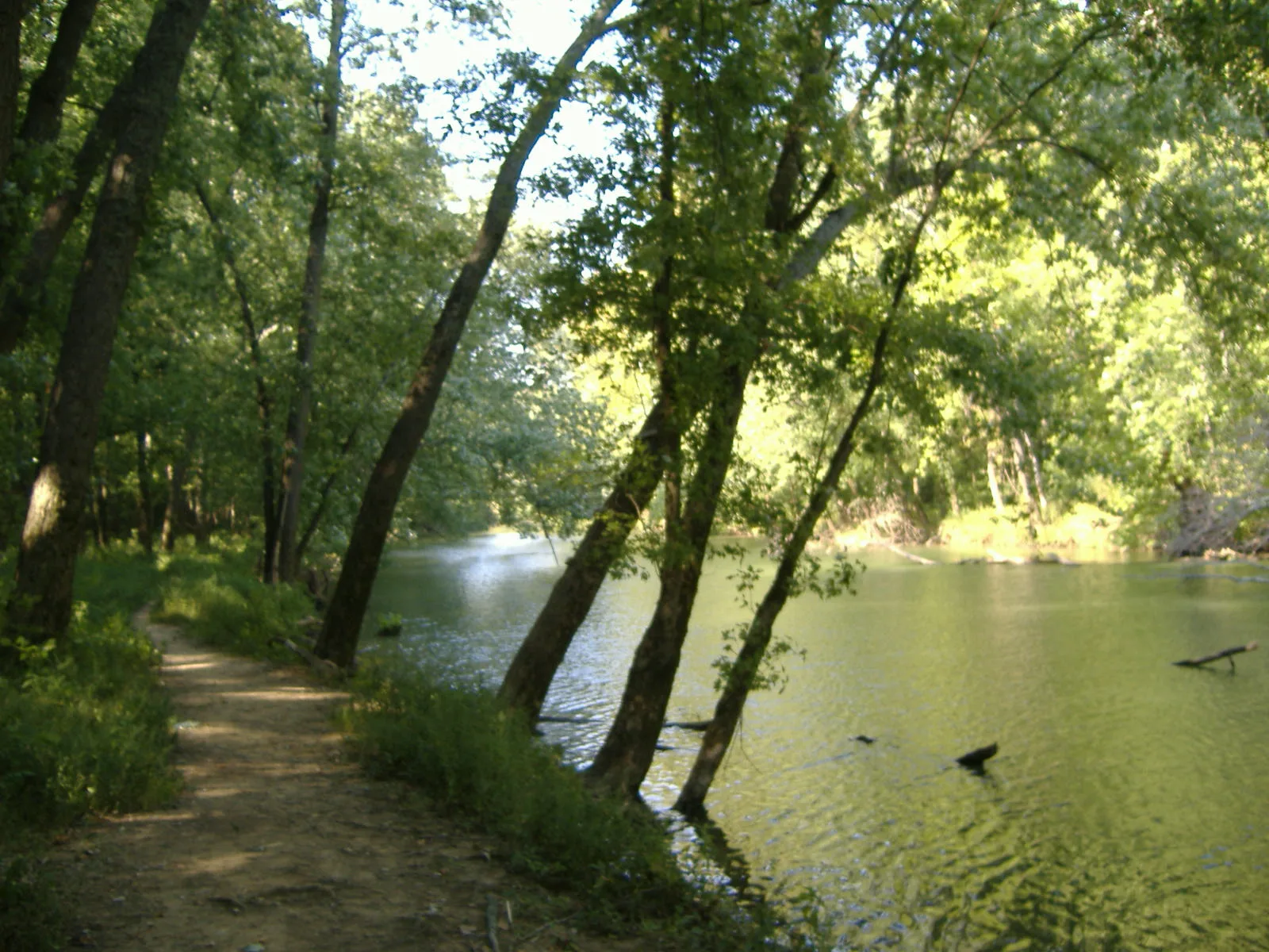 Wooded creek bend seen from the bank, green trees on both sides