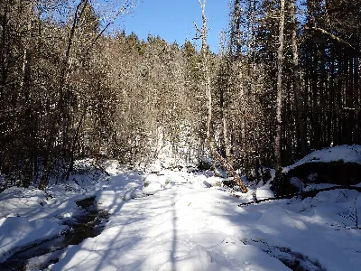 Clark State Forest
