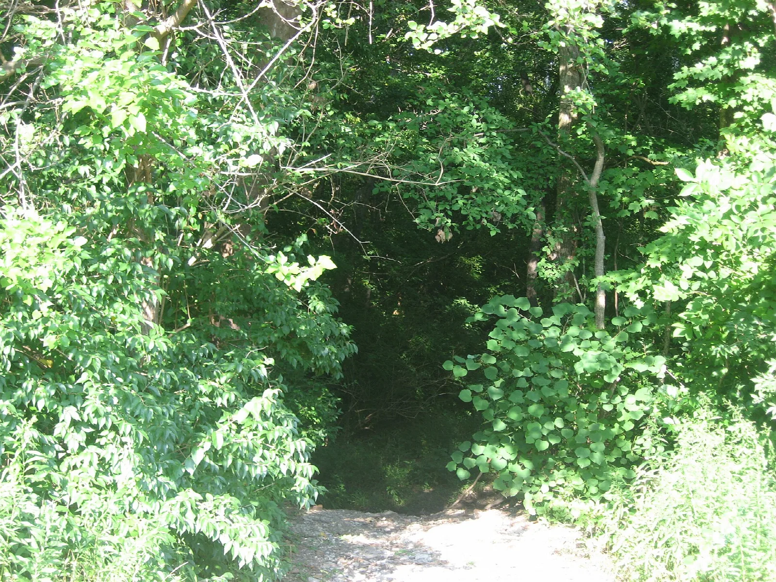 Dirt trail opening into a green wooded clearing