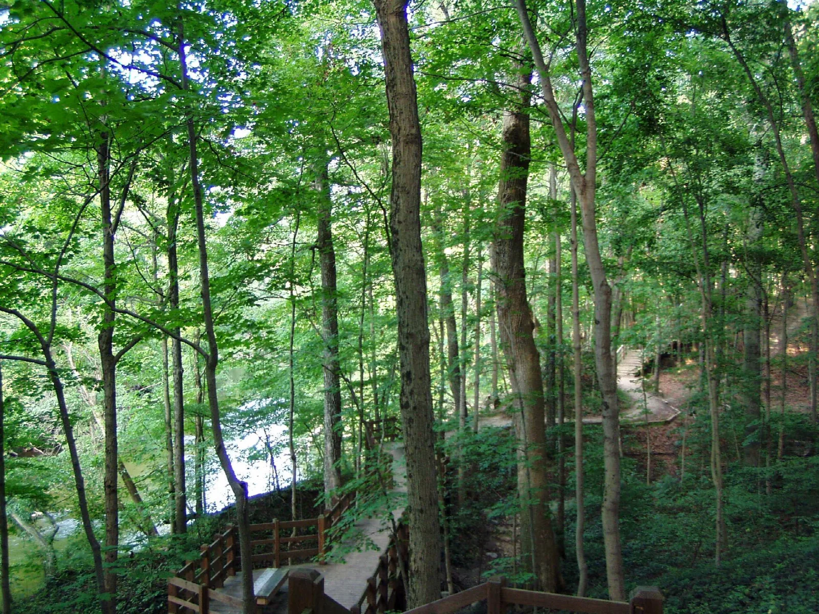Wooden boardwalk and stairs through green woods beside a creek