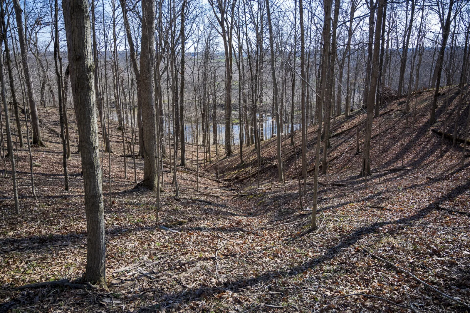 Leaf-covered wooded hillside with a river visible through bare trees