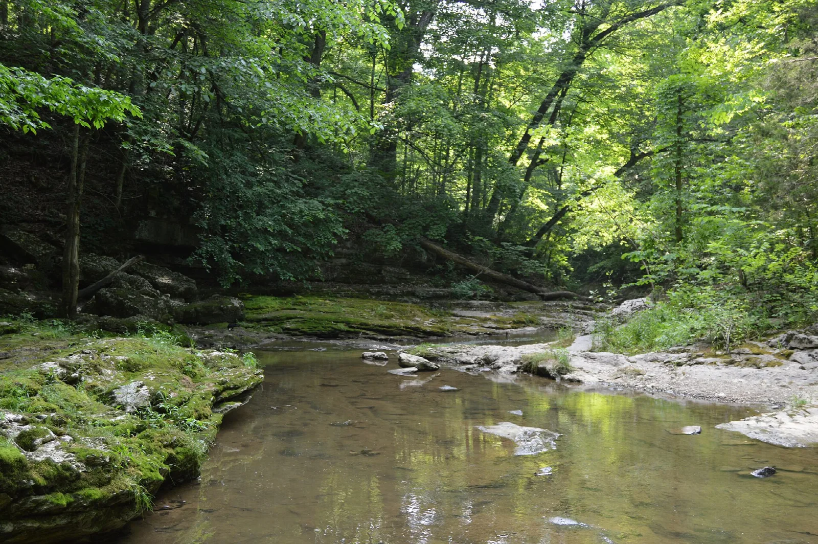 Shallow creek flowing past mossy rocks in a shaded forest