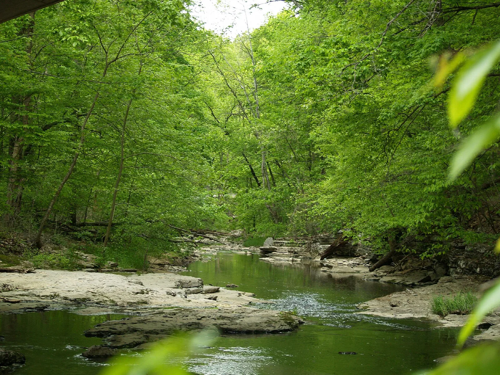 Wooded creek with a sandy bank and green trees on both sides