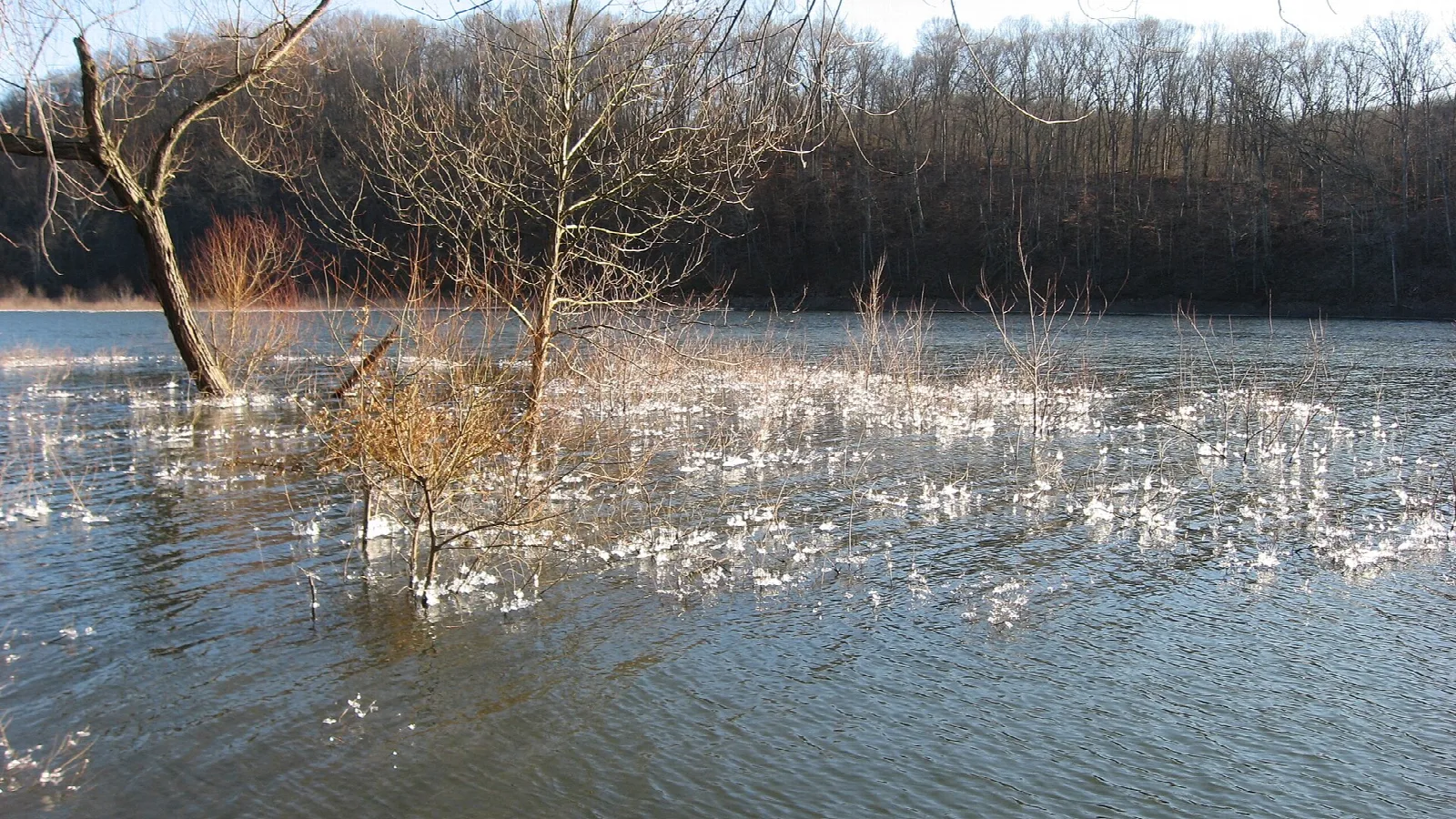 Shallow lake shore with bare trees standing in the water and thin ice near the edge
