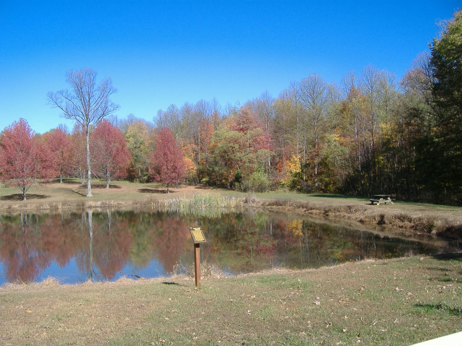 Pond reflecting red and orange fall trees under a blue sky