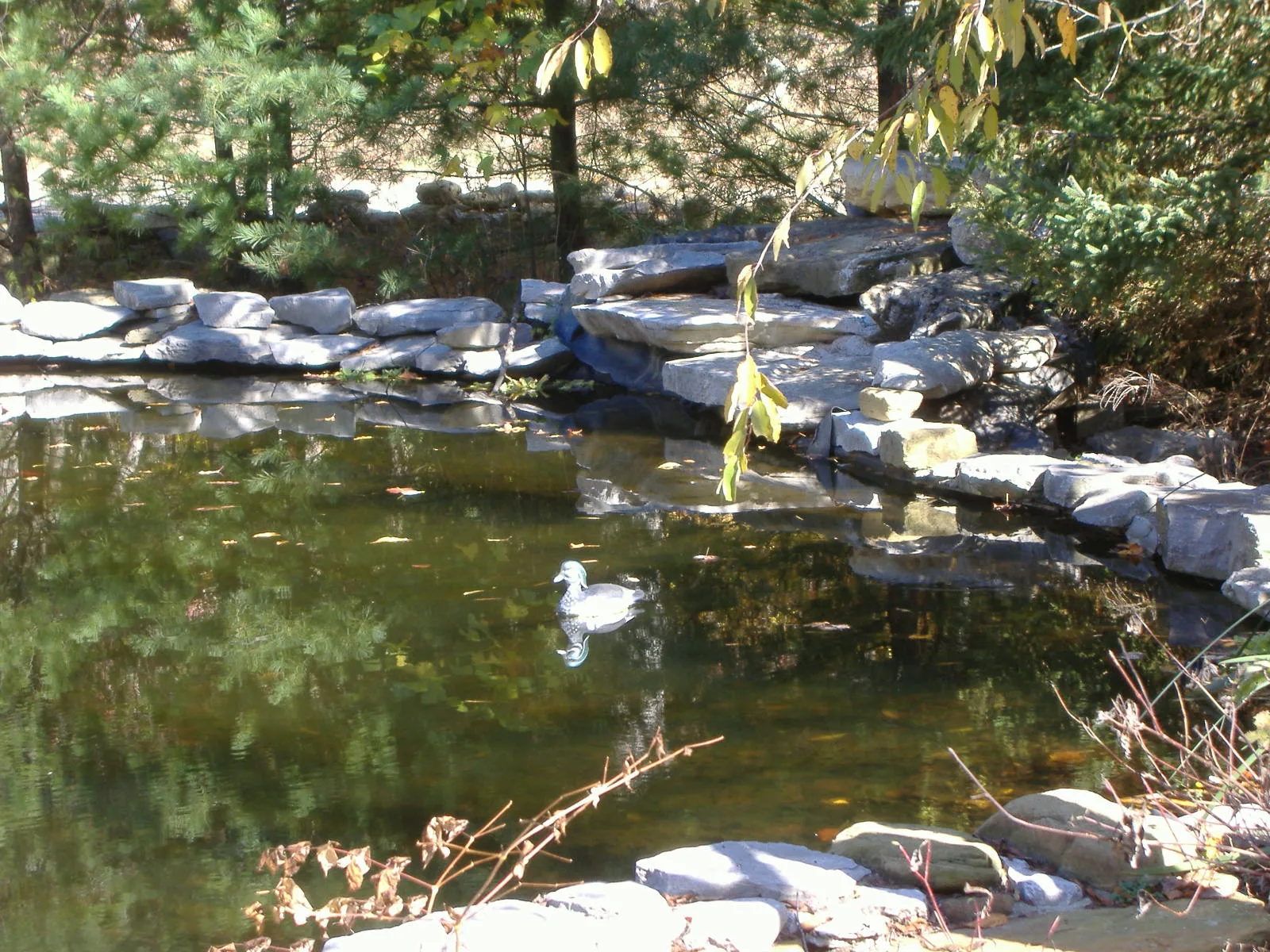 Small pond ringed by flat stones with a white duck on the water