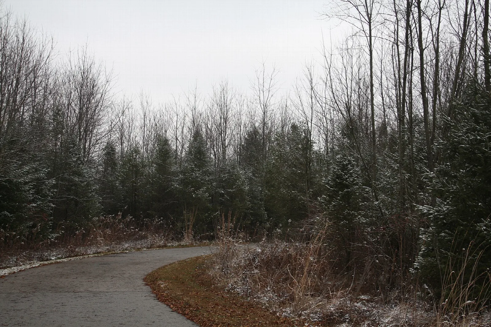 Paved path curving through bare winter trees with a light dusting of snow